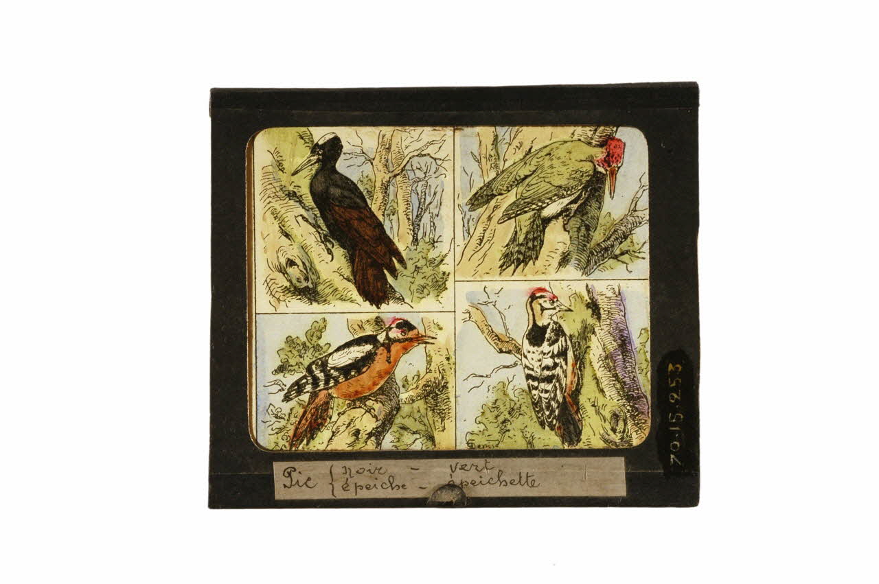 plaque de lanterne magique 1970.15.253 Photo