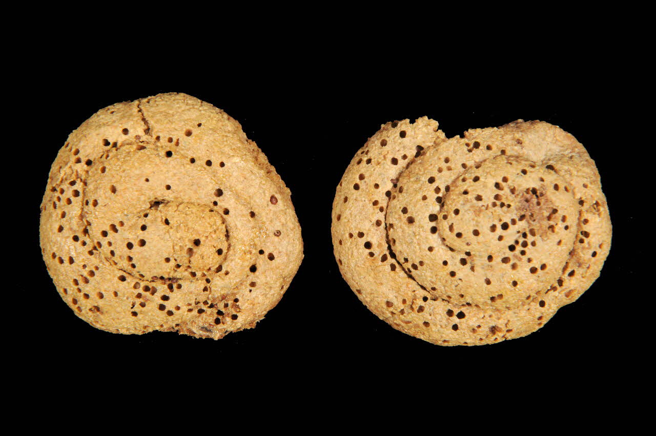 pain rituel DMH1970.46.164 Photo