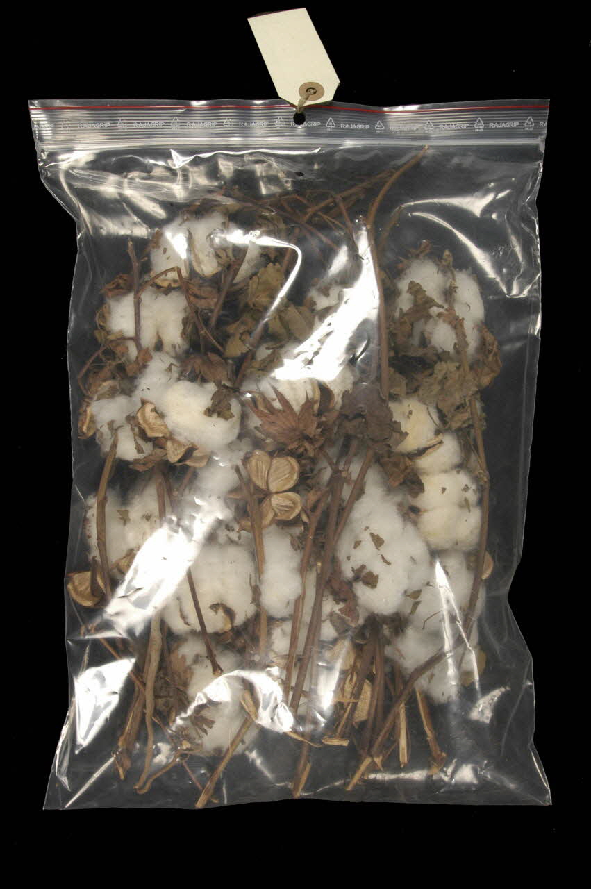 COTON DMH1973.96.5 Photo