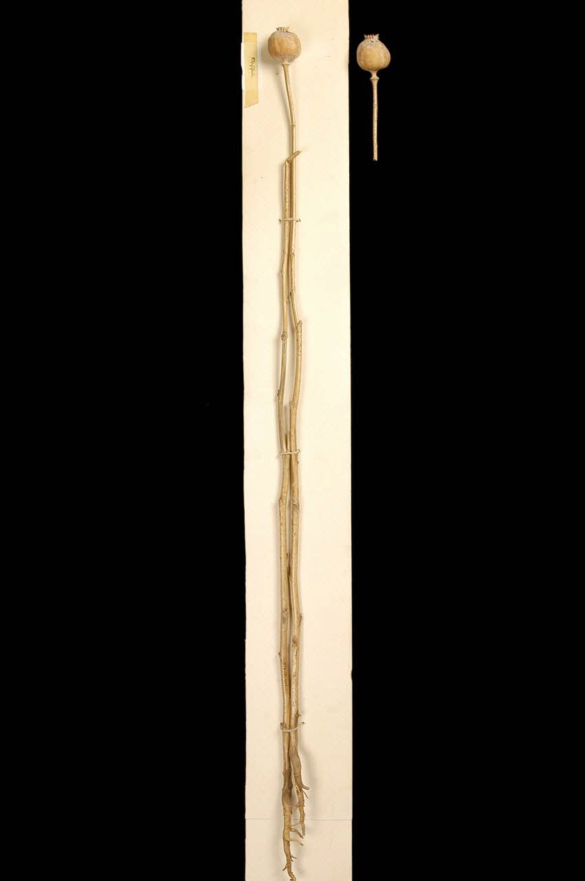 PLANTE DMH1976.116.11 Photo