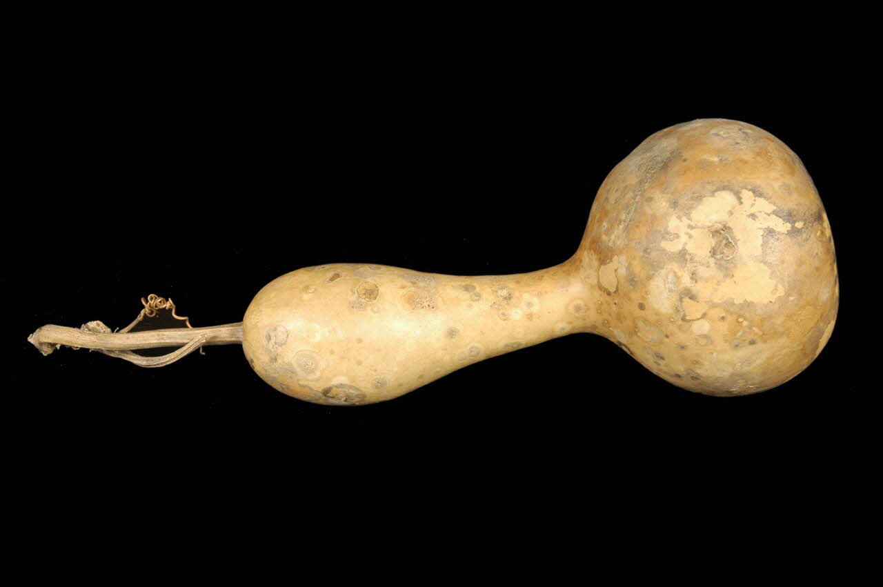 COURGE DMH1980.100.16 Photo