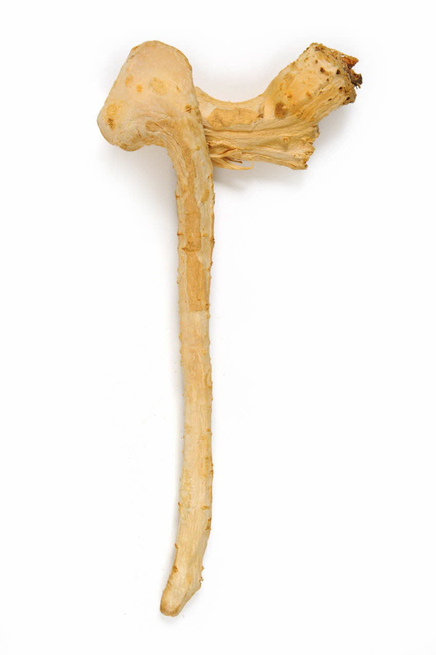 PLANTE DMH1980.88.6 Photo