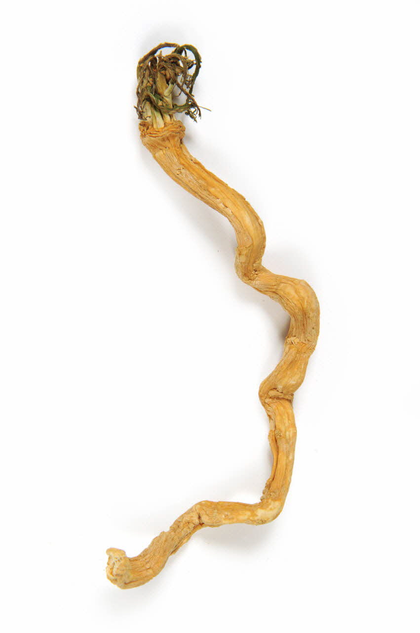 PLANTE DMH1980.88.7 Photo