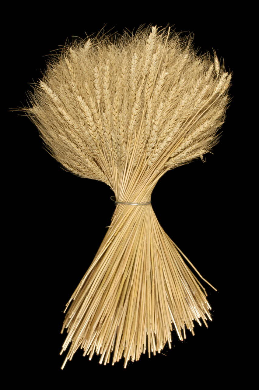 BLE DMH1981.21.10 Photo