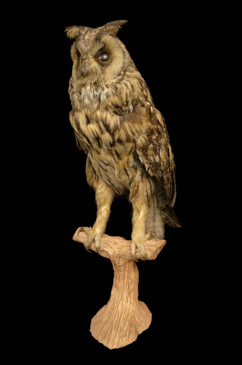 animal naturalisé Asio otus 1987.15.11 Photo