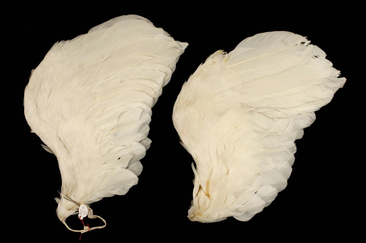 plume Nord-Pas-de-Calais, France 1914 1992.24.82 Photo