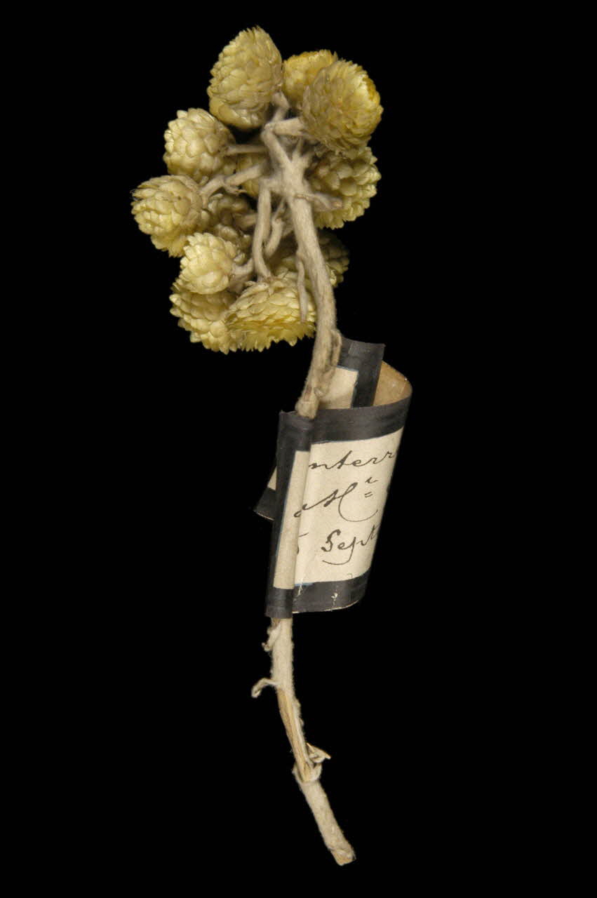 bouquet de boutonnière 1992.44.2 Photo