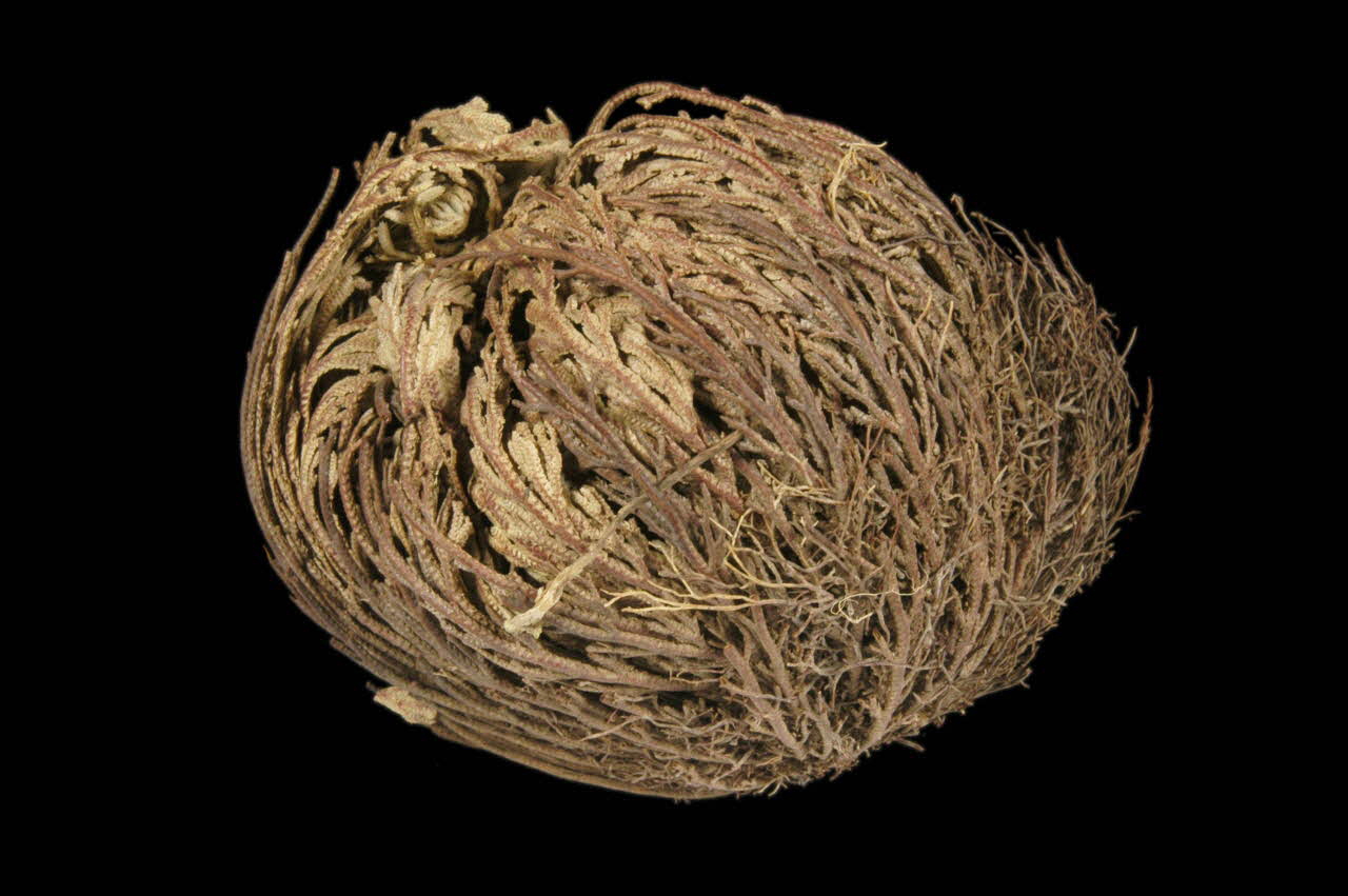 PLANTE 1997.58.27 Photo