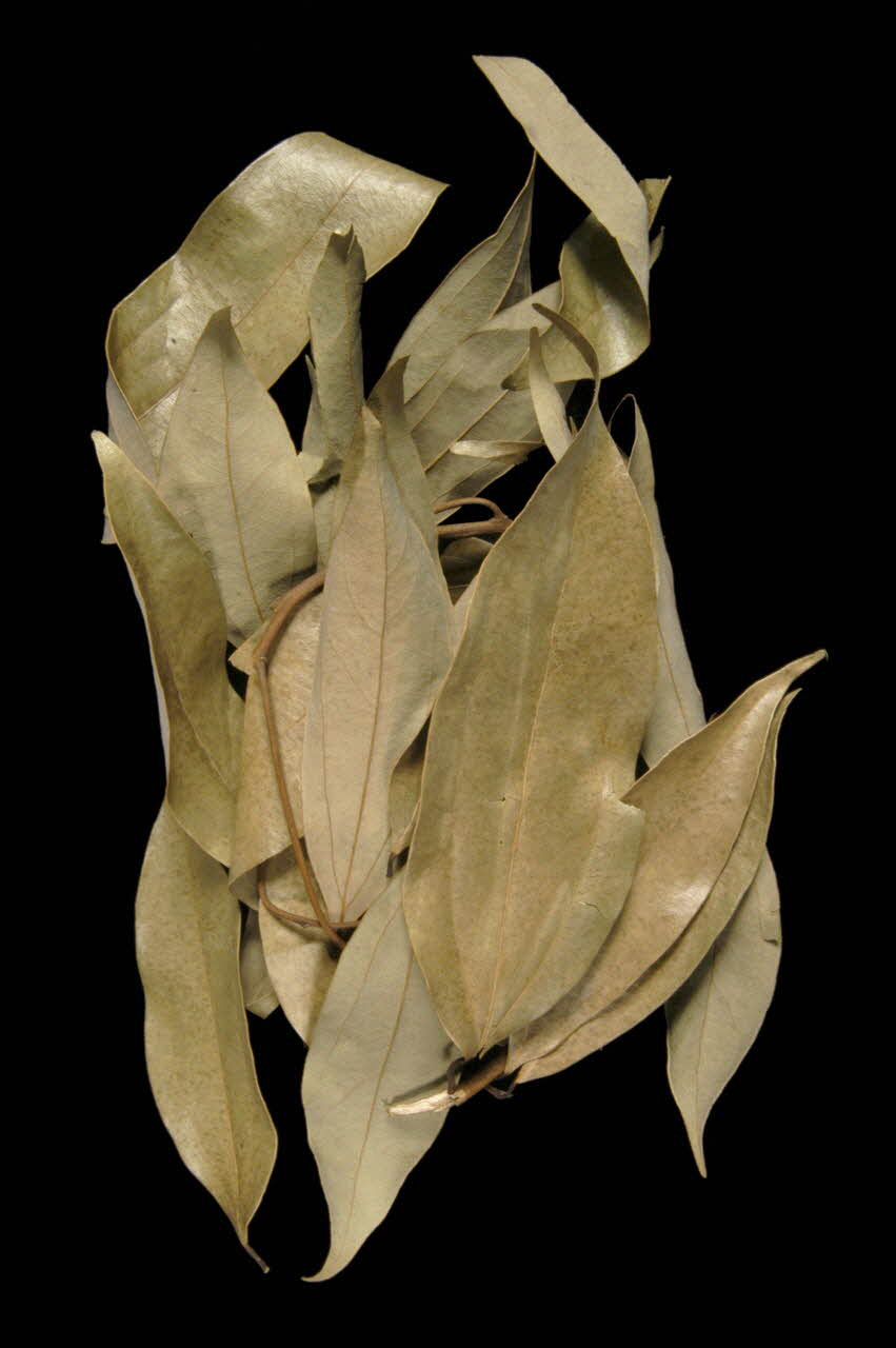 plante médicinale Ile-de-la-Réunion 1998 1998.103.41 Photo