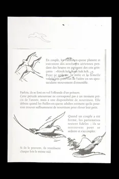 Version écaille document préparatoire La Réunion, France 1998 1998.110.13.1 Photo