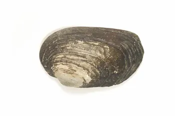 COQUILLE DMH2005.0.399  Photo