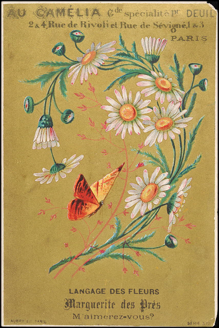 carte réclame LANGAGE DES FLEURS  Marguerite des Près  M'aimerez-vous ? 1994.31.198.1 Photo