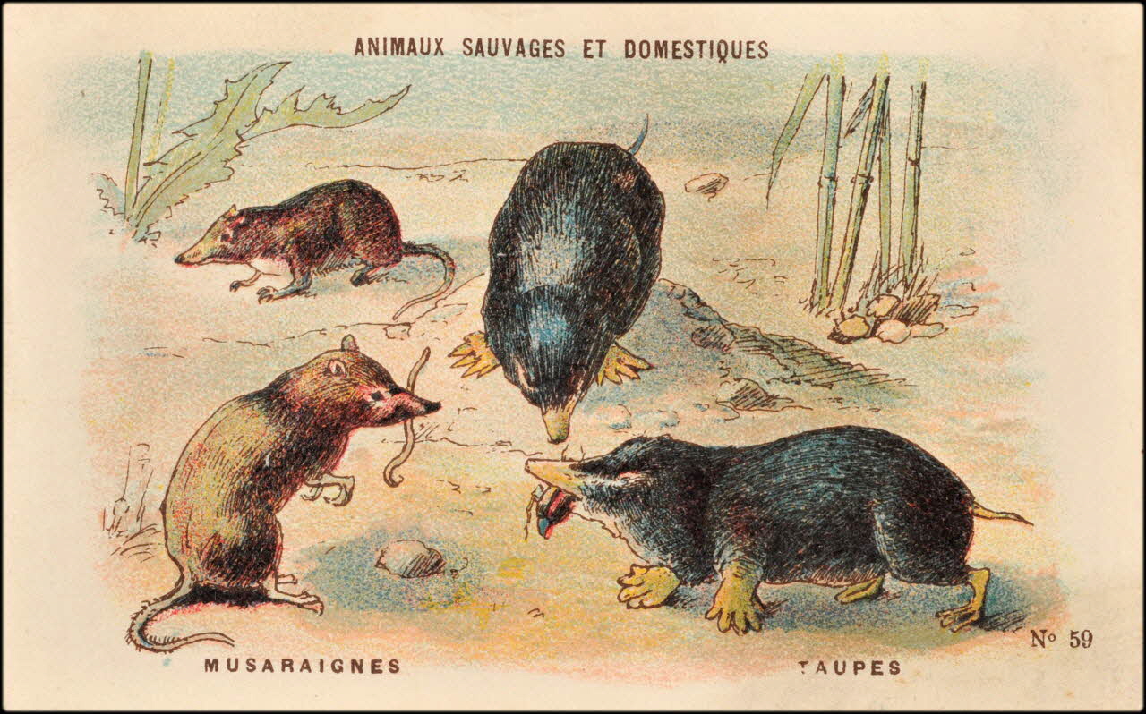 Baster & Vieillemard ; Pierre Vieillemard carte réclame chromo Paris 1878-1914 1995.1.1008.10 Photo