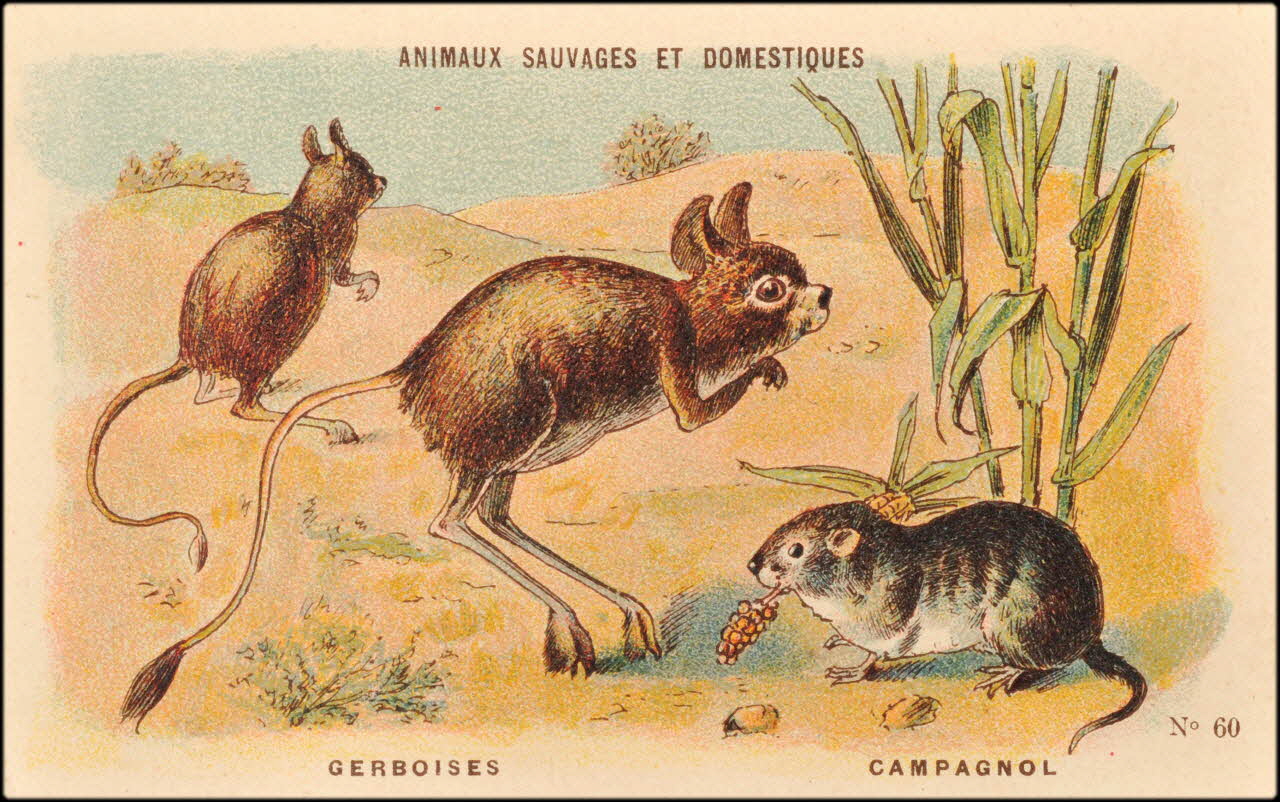 Baster & Vieillemard ; Pierre Vieillemard carte réclame chromo Paris 1878-1914 1995.1.1008.11 Photo