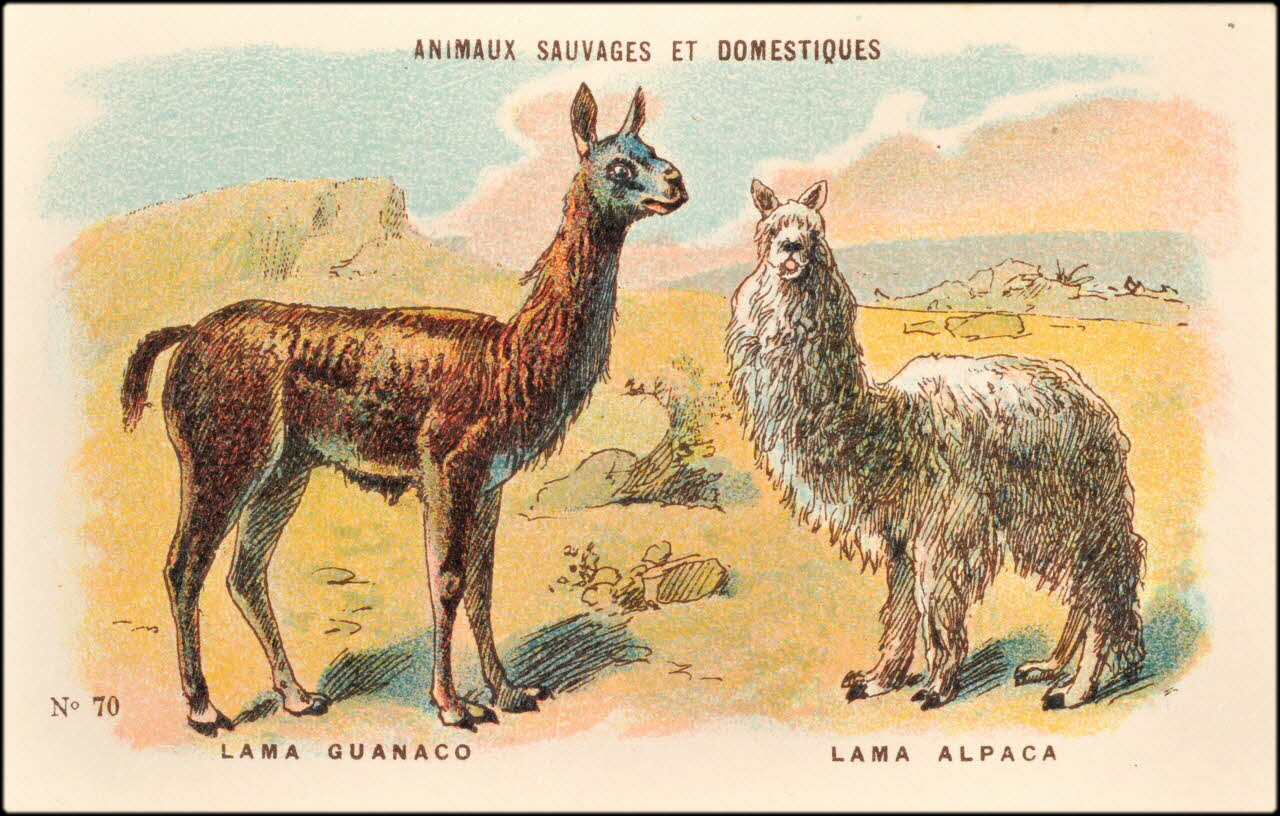 Baster & Vieillemard ; Pierre Vieillemard carte réclame chromo Paris 1878-1914 1995.1.1008.17 Photo