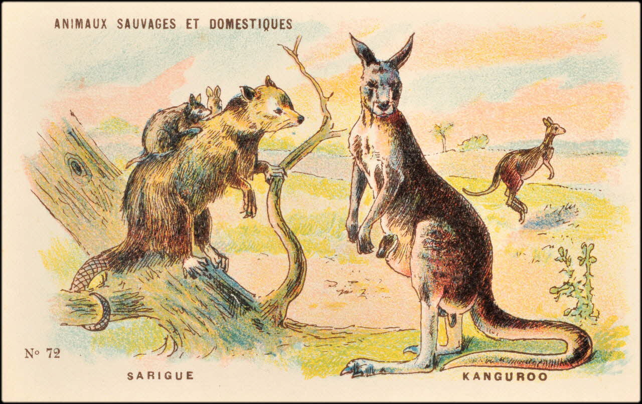 Baster & Vieillemard ; Pierre Vieillemard carte réclame chromo Paris 1878-1914 1995.1.1008.19 Photo