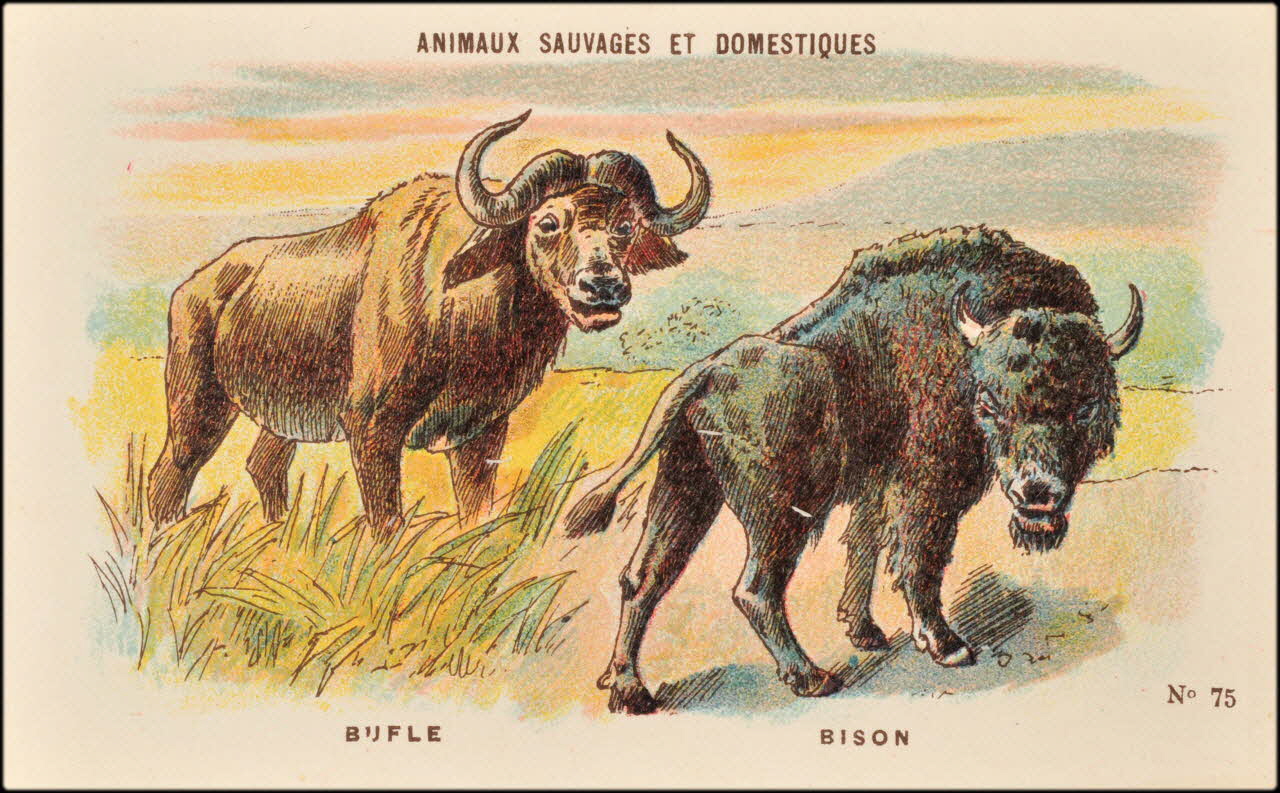 Baster & Vieillemard ; Pierre Vieillemard carte réclame chromo Paris 1878-1914 1995.1.1008.22 Photo