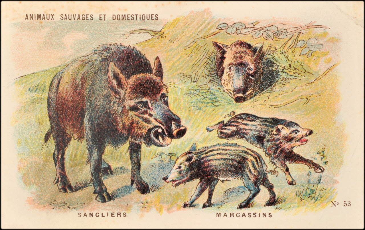 Baster & Vieillemard ; Pierre Vieillemard carte réclame chromo Paris 1878-1914 1995.1.1008.6 Photo