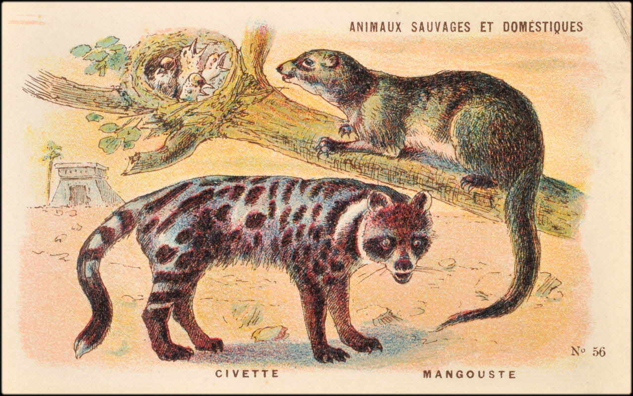 Baster & Vieillemard ; Pierre Vieillemard carte réclame chromo Paris 1878-1914 1995.1.1008.9 Photo