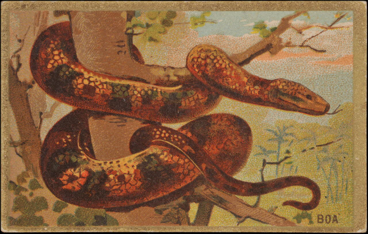 Romanet carte réclame chromo Paris 1877-1913 1995.1.1176.74 Photo