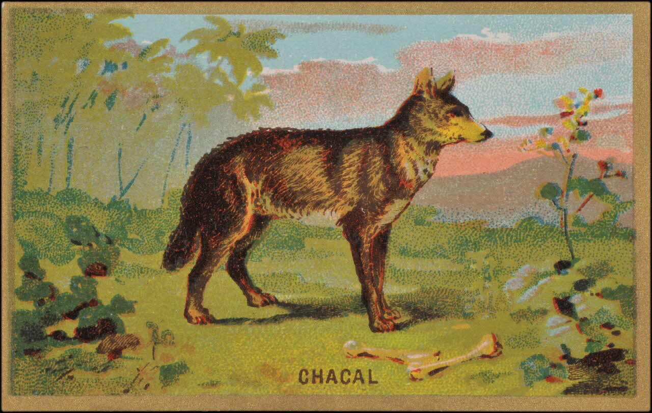 Romanet carte réclame chromo Paris 1877-1913 1995.1.1176.78 Photo