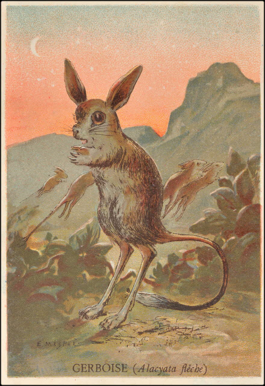 E Mesplès ; Baster & Vieillemard carte réclame chromo Paris 1878-1914 1995.1.120.12 Photo