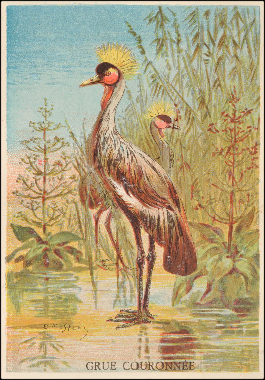 E Mesplès ; Baster & Vieillemard carte réclame chromo Paris 1878-1914 1995.1.120.13 Photo