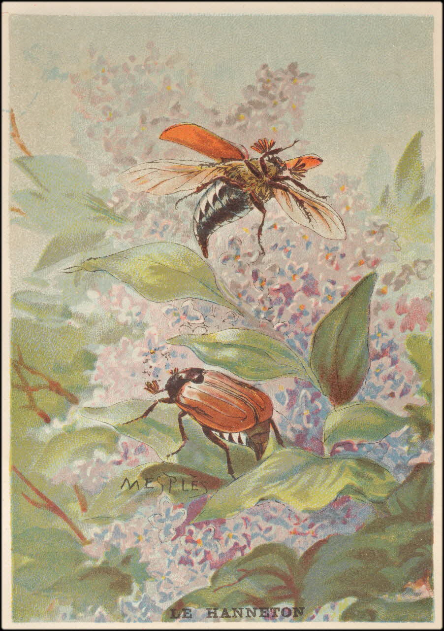 E Mesplès ; Baster & Vieillemard carte réclame chromo Paris 1878-1914 1995.1.120.14 Photo