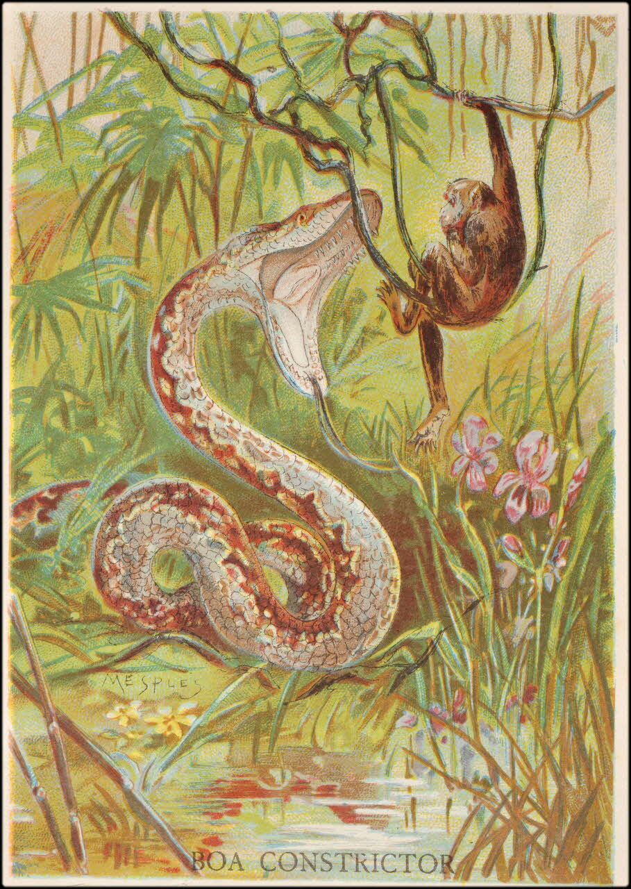 E Mesplès ; Baster & Vieillemard carte réclame chromo Paris 1878-1914 1995.1.120.3 Photo