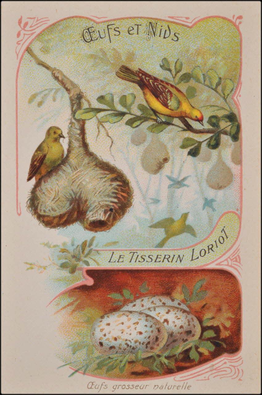 carte réclame chromo 1995.1.4547.2 Photo