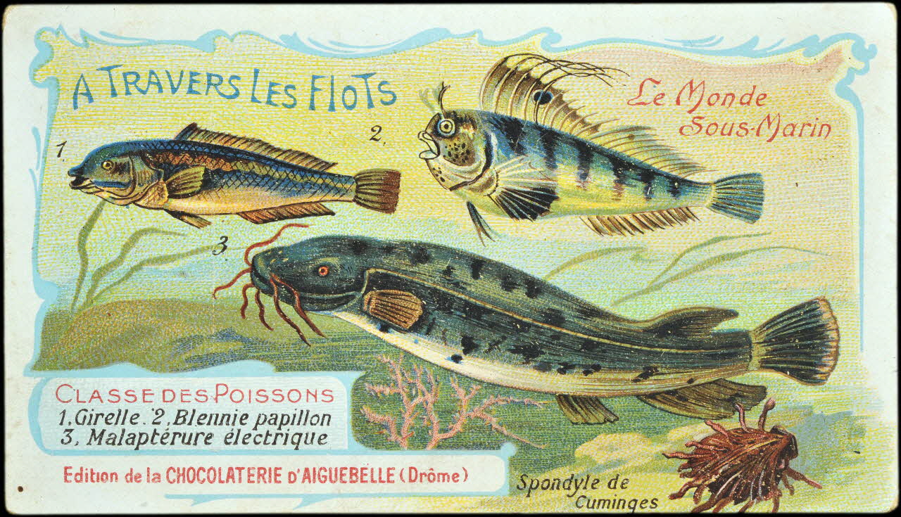 Edition de la Chocolaterie d'Aiguebelle carte réclame chromo Donzère 1900-1920 1996.40.293.23 Photo