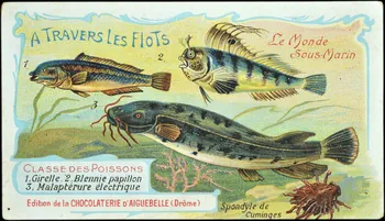 Edition de la Chocolaterie d'Aiguebelle carte réclame chromo Donzère 1900-1920 1996.40.293.23 Photo
