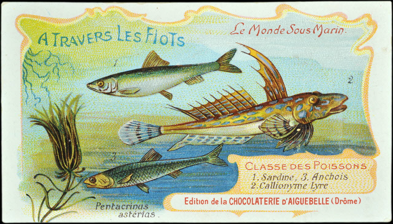 Edition de la Chocolaterie d'Aiguebelle carte réclame chromo Donzère 1900-1920 1996.40.293.43 Photo