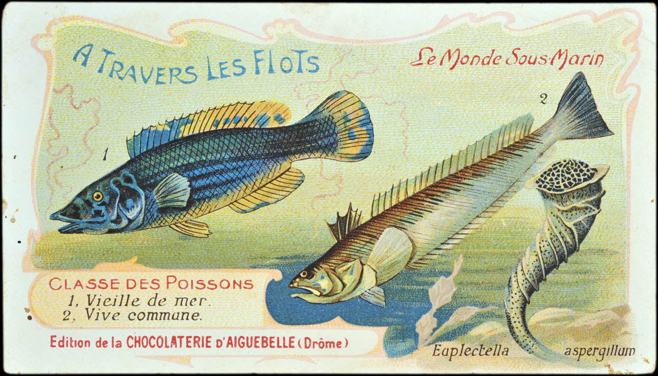 Edition de la Chocolaterie d'Aiguebelle carte réclame chromo Donzère 1900-1920 1996.40.293.47 Photo
