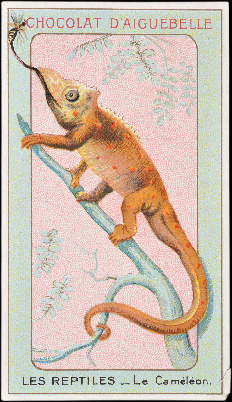 Edition de la Chocolaterie d'Aiguebelle carte réclame chromo Donzère 1900-1920 1996.40.295.3 Photo