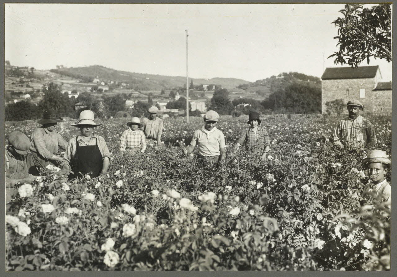 J. Weyer photographie Cueillette des roses pour les parfums. Costumes habituels dans la région. Spécialité de Grasse : parfums de fleurs, surtout roses, œillets, jasmin. Le jasmin sert souvent de base aux parfums composés et aux environs de Grasse, on cultive des champs de jasmin, notamment entre Grasse et Cannes Provence-Alpes-Côte d'Azur, France 1936 Ph.1936.869 Photo