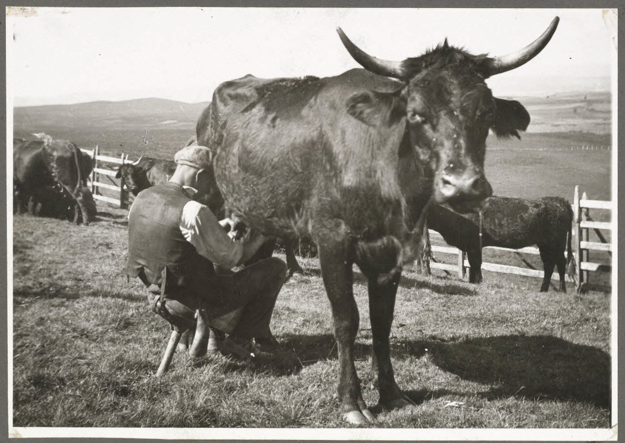 Anonyme photographie Vacher avec sa selle, siège à un seul pied fixé au postérieur du vacher Auvergne, France 1937 Ph.1937.946.B Photo