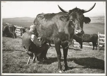 Anonyme photographie Vacher avec sa selle, siège à un seul pied fixé au postérieur du vacher Auvergne, France 1937 Ph.1937.946.B  Photo