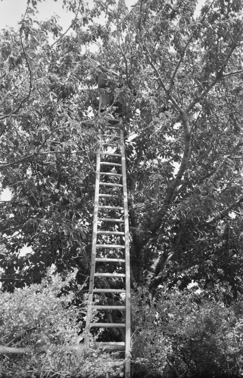 Mireille Place photographie MNATP. Mission conduite par Marcel Maget et André Varagnac en Provence (novembre 1938) Provence-Alpes-Côte d'Azur, France 1938/6/10 Ph.1938.11.6 Photo Mucem / Mireille Place