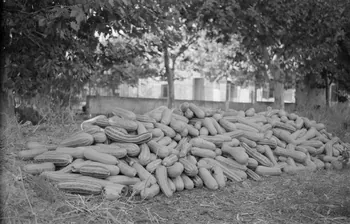 Mireille Place photographie MNATP. Mission de Marcel Maget et André Varagnac en Provence (novembre 1938) Provence-Alpes-Côte d'Azur, France 1938/9/16 Ph.1938.11.69 Photo Mucem / Mireille Place