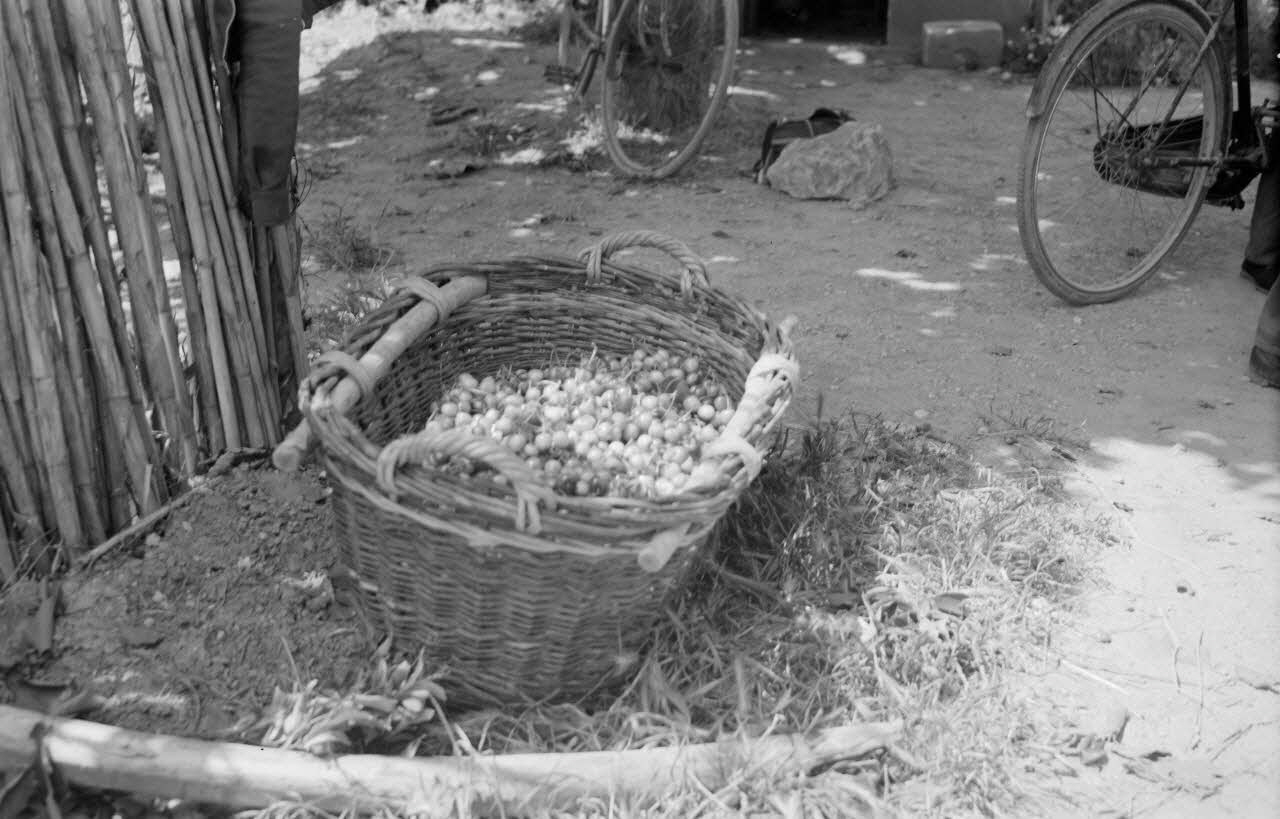 Mireille Place photographie MNATP. Mission conduite par Marcel Maget et André Varagnac en Provence (novembre 1938) Provence-Alpes-Côte d'Azur, France 1938/6/10 Ph.1938.11.7 Photo Mucem / Mireille Place