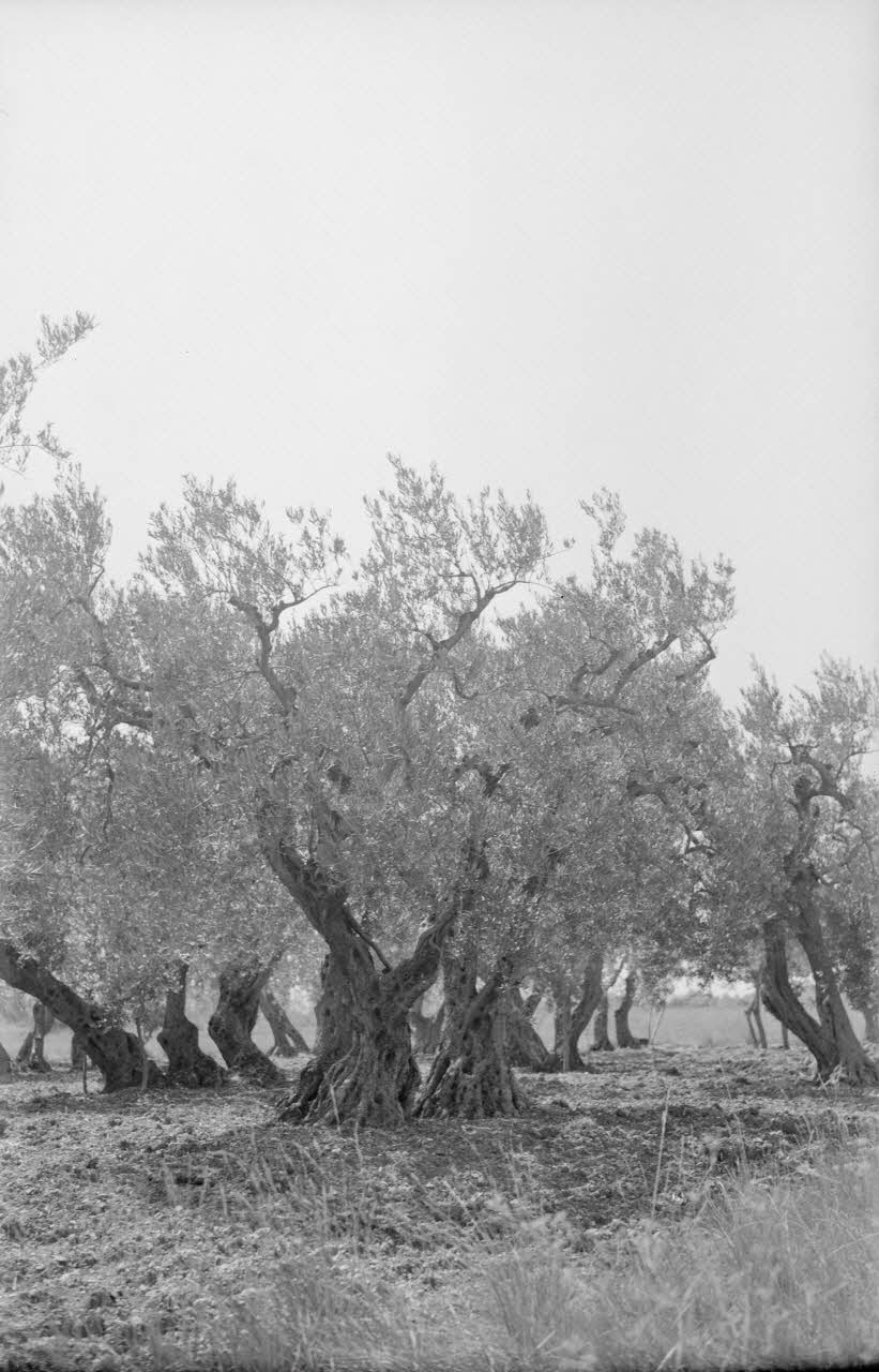 Mireille Place photographie MNATP. Mission de Marcel Maget et André Varagnac en Provence (novembre 1938) Provence-Alpes-Côte d'Azur, France 1938/9/16 Ph.1938.11.70 Photo Mucem / Mireille Place