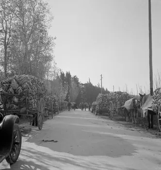 Marcel Maget photographie MNATP. Mission de Marcel Maget et André Varagnac en Provence (novembre 1938) Provence-Alpes-Côte d'Azur, France 1938/11/16 Ph.1939.1.111 Photo
