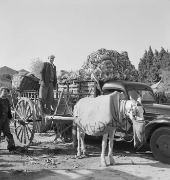 Marcel Maget photographie MNATP. Mission de Marcel Maget et André Varagnac en Provence (novembre 1938) Provence-Alpes-Côte d'Azur, France 1938/11/16 Ph.1939.1.113 Photo