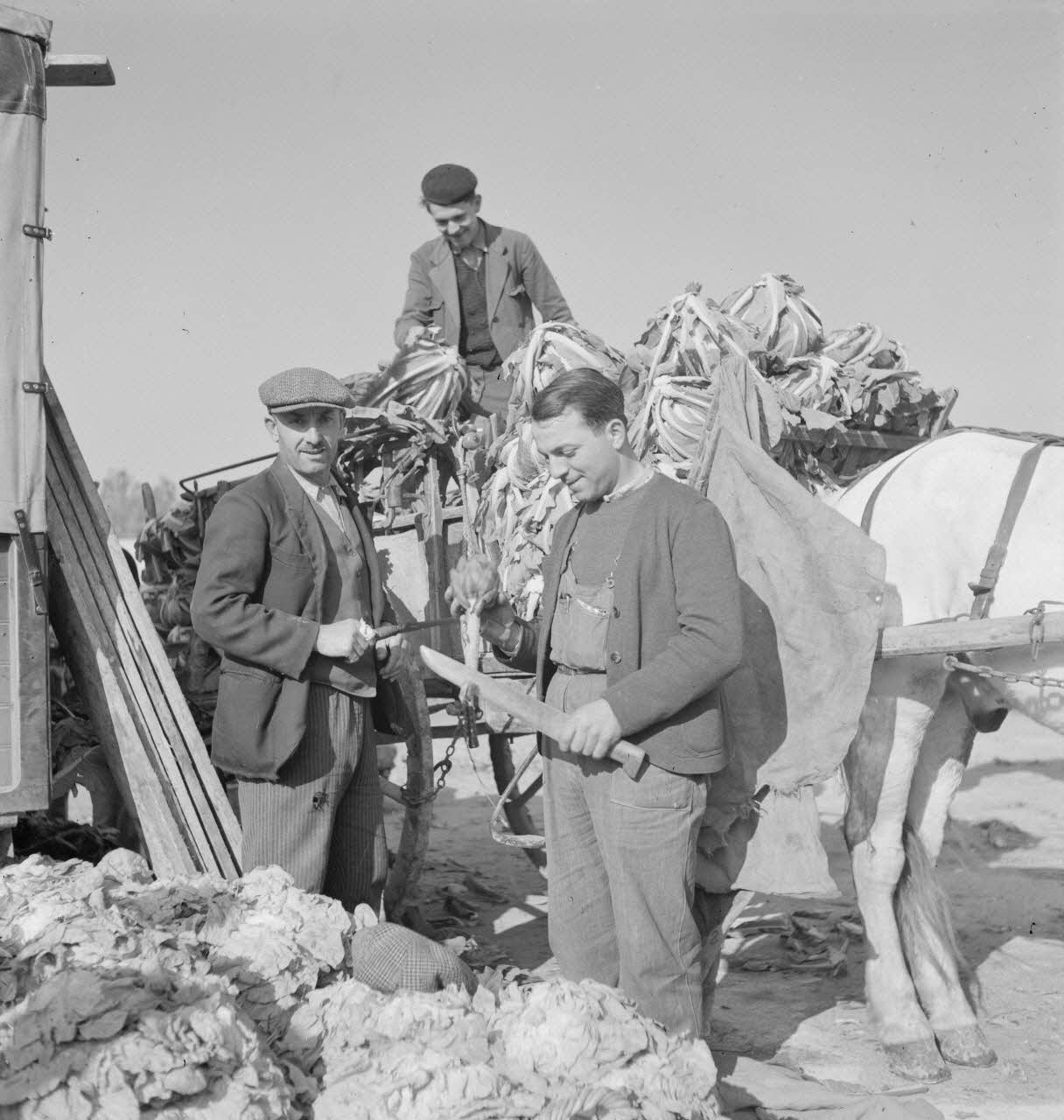 Marcel Maget photographie MNATP. Mission de Marcel Maget et André Varagnac en Provence (novembre 1938) Provence-Alpes-Côte d'Azur, France 1938/11/16 Ph.1939.1.117 Photo