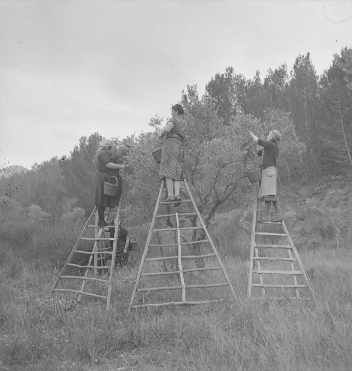 Marcel Maget photographie MNATP. Mission de Marcel Maget et André Varagnac en Provence (novembre 1938) Provence-Alpes-Côte d'Azur, France 1938/11/14 Ph.1939.1.48 Photo