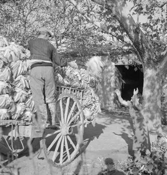 Marcel Maget photographie MNATP. Mission de Marcel Maget et André Varagnac en Provence (novembre 1938) Provence-Alpes-Côte d'Azur, France 1938/11/16 Ph.1939.1.90 Photo
