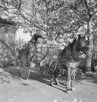 Marcel Maget photographie MNATP. Mission de Marcel Maget et André Varagnac en Provence (novembre 1938) Provence-Alpes-Côte d'Azur, France 1938/11/16 Ph.1939.1.91 Photo