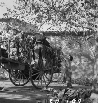 Marcel Maget photographie MNATP. Mission de Marcel Maget et André Varagnac en Provence (novembre 1938) Provence-Alpes-Côte d'Azur, France 1938/11/16 Ph.1939.1.92 Photo