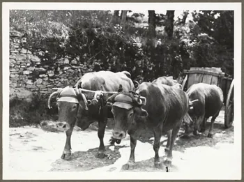 Anonyme photographie Attelage de bœufs Auvergne, France 1940 Ph.1940.20.20 Photo